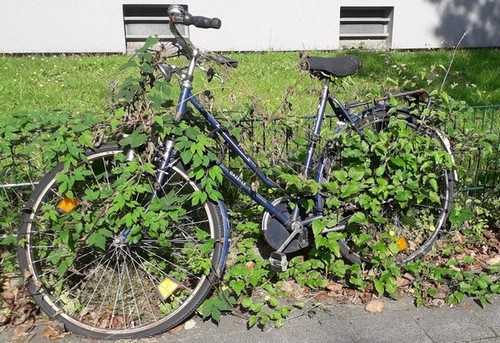 zugewuchertes Fahrrad