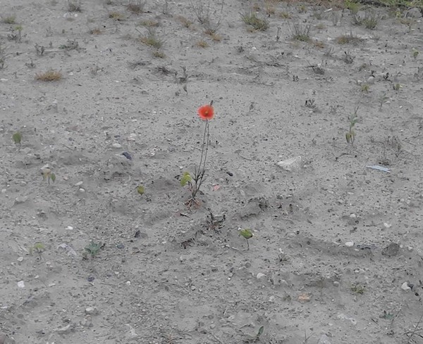 roter Klatschmohn