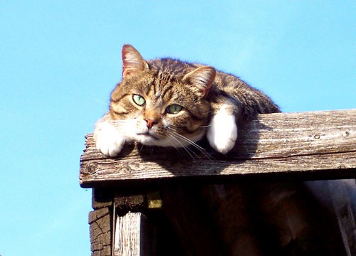 Mein Kater Amy auf dem Dach liegend