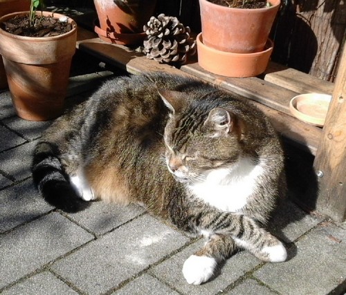 Mein Kater Amy auf der Terrasse liegend