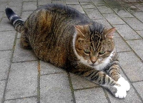 Mein Kater Amy auf der Terrasse liegend