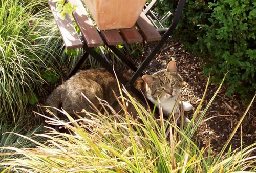 Mein Kater Amy im Vorgarten liegend