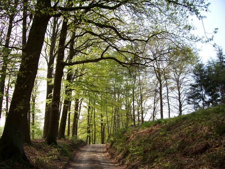 Waldweg